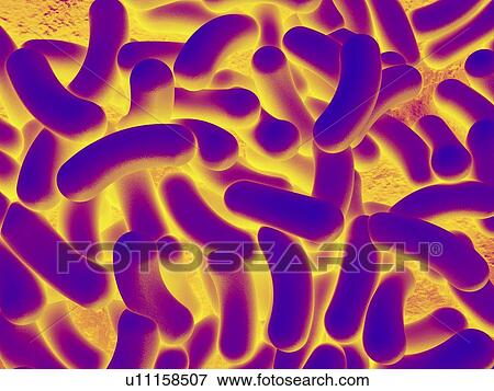 Stock Photo - Computer artwork depicting a cluster of bacteria.. Fotosearch