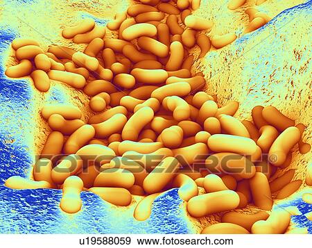 Stock Photo - Computer artwork depicting a cluster of bacteria.. Fotosearch