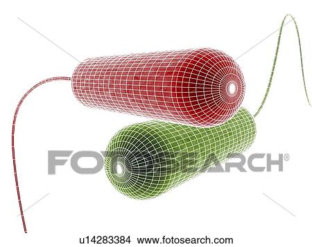 Computer artwork depicting two bacteria in wireframe style. View Large Photo Image Picture - Computer artwork depicting two bacteria in wireframe style.. Fotosearch