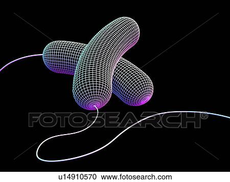 Computer artwork depicting two bacteria in wireframe style. View Large Photo Image Stock Image - Computer artwork depicting two bacteria in wireframe style.. Fotosearch