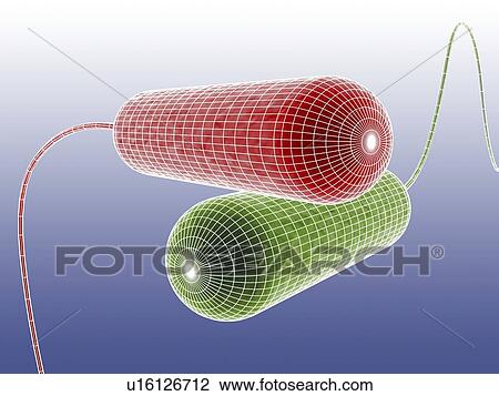 Computer artwork depicting two bacteria in wireframe style. View Large Photo Image Stock Image - Computer artwork depicting two bacteria in wireframe style.. Fotosearch