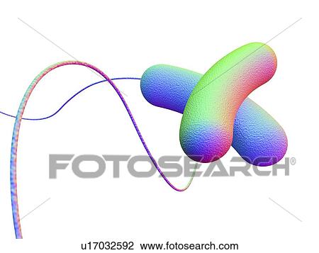 Computer artwork depicting two bacteria. View Large Photo Image Stock Image - Computer artwork depicting two bacteria.. Fotosearch
