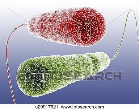 Computer artwork depicting two bacteria in wireframe style. View Large Photo Image Stock Image - Computer artwork depicting two bacteria in wireframe style.. Fotosearch