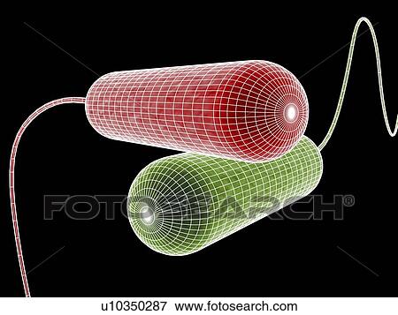 Computer artwork depicting two bacteria in wireframe style. View Large Photo Image Stock Photo - Computer artwork depicting two bacteria in wireframe style.. Fotosearch