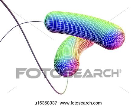 Stock Photo - Computer artwork depicting two bacteria in wireframe style.. Fotosearch
