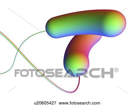 Stock Photo - Computer artwork depicting two bacteria.. Fotosearch