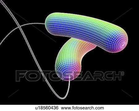 Stock Photograph - Computer artwork depicting two bacteria in wireframe style.. Fotosearch