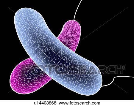 Computer artwork in wireframe style, depicting two bacteria. View Large Photo Image Stock Photo - Computer artwork in wireframe style, depicting two bacteria.. Fotosearch