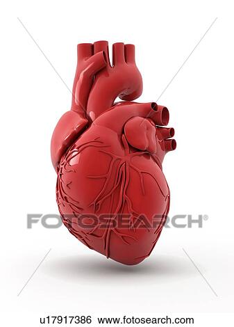 Computer artwork of the heart with coronary vessels.. View Large Photo Image Stock Photograph - Computer artwork of the heart with coronary vessels... Fotosearch