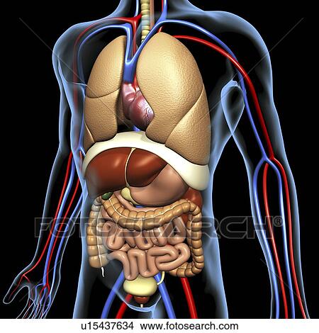 Computer artwork of the human anatomy seen from front. depicted are: Digestive system: Liver, falciform ligament, gallbladder, stomach, pancreas, appendix, intestine, colon, rectum. Cardiovascular Circulatory System: Heart, veins & arteries. Respiratory S View Large Photo Image Picture - Computer artwork of the human anatomy seen from front. depicted are: Digestive system: Liver, falciform ligament, gallbladder, stomach, pancreas, appendix, intestine, colon, rectum. Cardiovascular Circulatory System: Heart, veins & arteries. Respiratory S. Fotosearch
