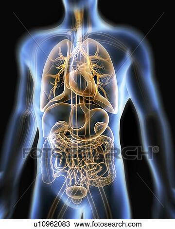 Stock Image - Computer artwork of the human anatomy seen from front. depicted are: Digestive system: Liver, falciform ligament, gallbladder, stomach, pancreas, appendix, intestine, colon, rectum. Cardiovascular Circulatory System: Heart, veins & arteries. Respiratory S. Fotosearch