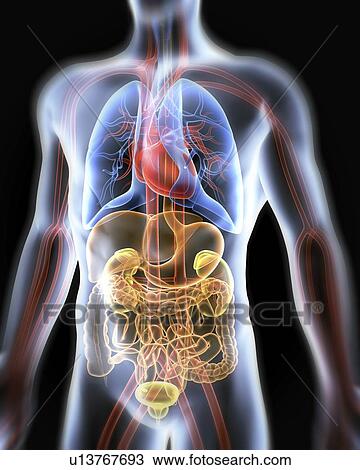 Computer artwork of the human anatomy seen from front. Depicted are: Digestive system: Liver, falciform ligament, gallbladder, stomach, pancreas, appendix, intestine, colon, rectum. Cardiovascular Circulatory System: Heart, veins & arteries. Respiratory S View Large Photo Image Stock Image - Computer artwork of the human anatomy seen from front. Depicted are: Digestive system: Liver, falciform ligament, gallbladder, stomach, pancreas, appendix, intestine, colon, rectum. Cardiovascular Circulatory System: Heart, veins & arteries. Respiratory S. Fotosearch
