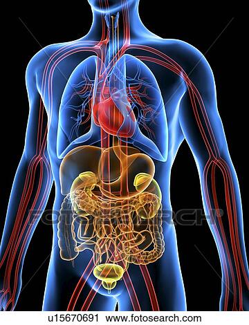 Computer artwork of the human anatomy seen from front. Depicted are: Digestive system: Liver, falciform ligament, gallbladder, stomach, pancreas, appendix, intestine, colon, rectum. Cardiovascular Circulatory System: Heart, veins & arteries. Respiratory S View Large Photo Image Stock Image - Computer artwork of the human anatomy seen from front. Depicted are: Digestive system: Liver, falciform ligament, gallbladder, stomach, pancreas, appendix, intestine, colon, rectum. Cardiovascular Circulatory System: Heart, veins & arteries. Respiratory S. Fotosearch
