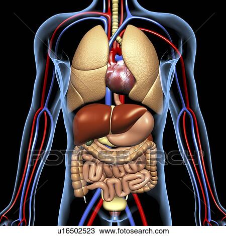 Computer artwork of the human anatomy seen from front. depicted are: Digestive system: Liver, falciform ligament, gallbladder, stomach, pancreas, appendix, intestine, colon, rectum. Cardiovascular Circulatory System: Heart, veins & arteries. Respiratory S View Large Photo Image Stock Image - Computer artwork of the human anatomy seen from front. depicted are: Digestive system: Liver, falciform ligament, gallbladder, stomach, pancreas, appendix, intestine, colon, rectum. Cardiovascular Circulatory System: Heart, veins & arteries. Respiratory S. Fotosearch