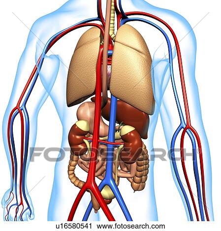 Stock Image - Computer artwork of the human anatomy seen from back. depicted are: Digestive system: Liver, falciform ligament, gallbladder, stomach, pancreas, appendix, intestine, colon, rectum. Cardiovascular Circulatory System: Heart, veins & arteries. Respiratory Sy. Fotosearch