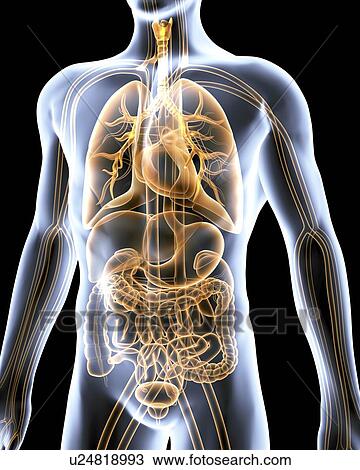 Computer artwork of the human anatomy seen from front. Depicted are: Digestive system: Liver, falciform ligament, gallbladder, stomach, pancreas, appendix, intestine, colon, rectum. Cardiovascular Circulatory System: Heart, veins & arteries. Respiratory S View Large Photo Image Stock Image - Computer artwork of the human anatomy seen from front. Depicted are: Digestive system: Liver, falciform ligament, gallbladder, stomach, pancreas, appendix, intestine, colon, rectum. Cardiovascular Circulatory System: Heart, veins & arteries. Respiratory S. Fotosearch