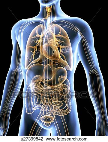 Computer artwork of the human anatomy seen from front. Depicted are: Digestive system: Liver, falciform ligament, gallbladder, stomach, pancreas, appendix, intestine, colon, rectum. Cardiovascular Circulatory System: Heart, veins & arteries. Respiratory S View Large Photo Image Stock Image - Computer artwork of the human anatomy seen from front. Depicted are: Digestive system: Liver, falciform ligament, gallbladder, stomach, pancreas, appendix, intestine, colon, rectum. Cardiovascular Circulatory System: Heart, veins & arteries. Respiratory S. Fotosearch