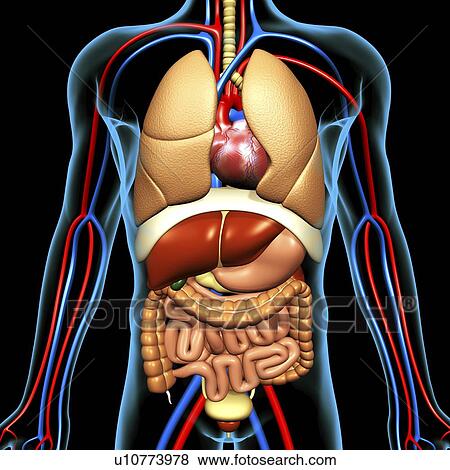 Computer artwork of the human anatomy seen from front. depicted are: Digestive system: Liver, falciform ligament, gallbladder, stomach, pancreas, appendix, intestine, colon, rectum. Cardiovascular Circulatory System: Heart, veins & arteries. Respiratory S View Large Photo Image Stock Photo - Computer artwork of the human anatomy seen from front. depicted are: Digestive system: Liver, falciform ligament, gallbladder, stomach, pancreas, appendix, intestine, colon, rectum. Cardiovascular Circulatory System: Heart, veins & arteries. Respiratory S. Fotosearch