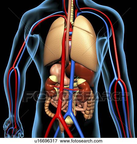 Computer artwork of the human anatomy seen from back. depicted are: Digestive system: Liver, falciform ligament, gallbladder, stomach, pancreas, appendix, intestine, colon, rectum. Cardiovascular Circulatory System: Heart, veins & arteries. Respiratory Sy View Large Photo Image Stock Photo - Computer artwork of the human anatomy seen from back. depicted are: Digestive system: Liver, falciform ligament, gallbladder, stomach, pancreas, appendix, intestine, colon, rectum. Cardiovascular Circulatory System: Heart, veins & arteries. Respiratory Sy. Fotosearch