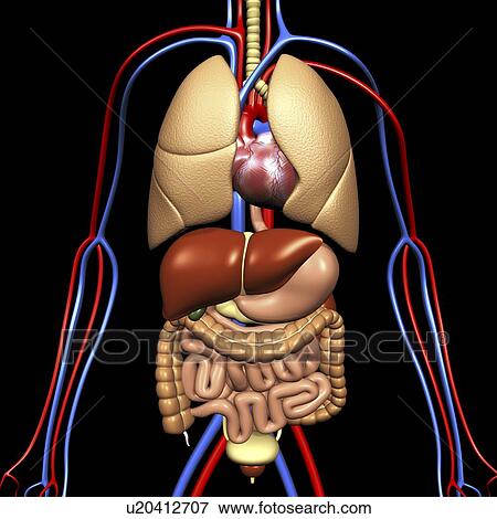 Computer artwork of the human anatomy seen from front. depicted are: Digestive system: Liver, falciform ligament, gallbladder, stomach, pancreas, appendix, intestine, colon, rectum. Cardiovascular Circulatory System: Heart, veins & arteries. Respiratory S View Large Photo Image Stock Photo - Computer artwork of the human anatomy seen from front. depicted are: Digestive system: Liver, falciform ligament, gallbladder, stomach, pancreas, appendix, intestine, colon, rectum. Cardiovascular Circulatory System: Heart, veins & arteries. Respiratory S. Fotosearch