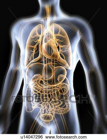 Computer artwork of the human anatomy seen from front. Depicted are: Digestive system: Liver, falciform ligament, gallbladder, stomach, pancreas, appendix, intestine, colon, rectum. Cardiovascular Circulatory System: Heart, veins & arteries. Respiratory S View Large Photo Image Stock Photograph - Computer artwork of the human anatomy seen from front. Depicted are: Digestive system: Liver, falciform ligament, gallbladder, stomach, pancreas, appendix, intestine, colon, rectum. Cardiovascular Circulatory System: Heart, veins & arteries. Respiratory S. Fotosearch