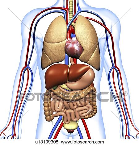 Computer artwork of the human anatomy seen from front. Depicted are: Digestive system: Liver, falciform ligament, gallbladder, stomach, pancreas, appendix, intestine, colon, rectum. Cardiovascular Circulatory System: Heart, veins & arteries. Respiratory S View Large Photo Image Stock Photography - Computer artwork of the human anatomy seen from front. Depicted are: Digestive system: Liver, falciform ligament, gallbladder, stomach, pancreas, appendix, intestine, colon, rectum. Cardiovascular Circulatory System: Heart, veins & arteries. Respiratory S. Fotosearch