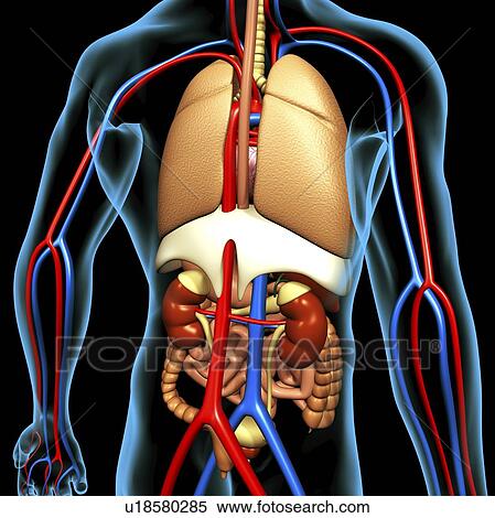 Computer artwork of the human anatomy seen from back. depicted are: Digestive system: Liver, falciform ligament, gallbladder, stomach, pancreas, appendix, intestine, colon, rectum. Cardiovascular Circulatory System: Heart, veins & arteries. Respiratory Sy View Large Photo Image Stock Photography - Computer artwork of the human anatomy seen from back. depicted are: Digestive system: Liver, falciform ligament, gallbladder, stomach, pancreas, appendix, intestine, colon, rectum. Cardiovascular Circulatory System: Heart, veins & arteries. Respiratory Sy. Fotosearch