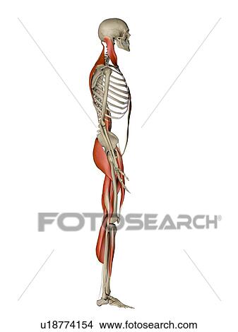 Computer artwork showing the main muscles controlling human posture, side view. These are skeletal, or voluntary, muscles, which are under direct conscious control. When contracted or relaxed they pull on tendons, which are attached to the bones, causing View Large Photo Image Picture - Computer artwork showing the main muscles controlling human posture, side view. These are skeletal, or voluntary, muscles, which are under direct conscious control. When contracted or relaxed they pull on tendons, which are attached to the bones, causing . Fotosearch