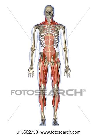 Stock Image - Computer artwork showing the main muscles controlling human posture, front view. These are skeletal, or voluntary, muscles, which are under direct conscious control. When contracted or relaxed they pull on tendons, which are attached to the bones, causing. Fotosearch