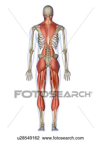 Stock Image - Computer artwork showing the main muscles controlling human posture, back view. These are skeletal, or voluntary, muscles, which are under direct conscious control. When contracted or relaxed they pull on tendons, which are attached to the bones, causing . Fotosearch