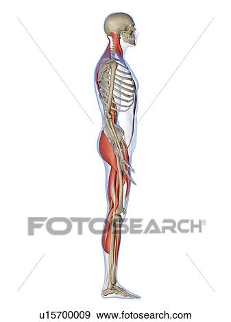 Stock Photo - Computer artwork showing the main muscles controlling human posture, side view. These are skeletal, or voluntary, muscles, which are under direct conscious control. When contracted or relaxed they pull on tendons, which are attached to the bones, causing . Fotosearch