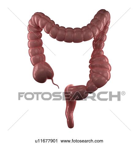 Constipated Colon Computer Artwork Stock Image U Fotosearch