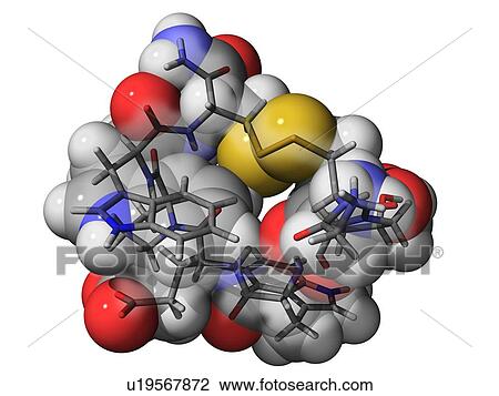 Contryphan-R, molecular model. This peptide is an active component of the venom produced by the sea snail Conus radiatus. Atoms are represented as spheres and rods and are colour-coded: carbon (grey), hydrogen (white), oxygen (red), nitrogen (blue) and su View Large Photo Image Stock Image - Contryphan-R, molecular model. This peptide is an active component of the venom produced by the sea snail Conus radiatus. Atoms are represented as spheres and rods and are colour-coded: carbon (grey), hydrogen (white), oxygen (red), nitrogen (blue) and su. Fotosearch