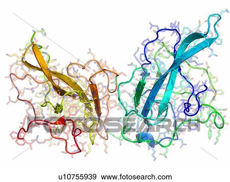 Coronavirus nucleocapsid protein. Molecular model of the nucleocapsid protein from the avian infectious bronchitis virus. View Large Photo Image Stock Photo - Coronavirus nucleocapsid protein. Molecular model of the nucleocapsid protein from the avian infectious bronchitis virus.. Fotosearch