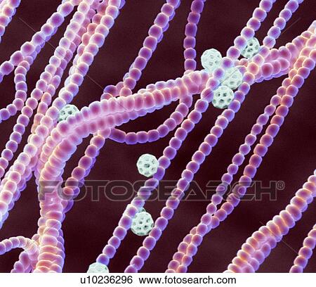 Cyanobacteria. Coloured scanning electron micrograph (SEM) of cyanobacteria (formally known as blue-green algae, pink). Several spores (white) are also seen. View Large Photo Image Stock Photograph - Cyanobacteria. Coloured scanning electron micrograph (SEM) of cyanobacteria (formally known as blue-green algae, pink). Several spores (white) are also seen.. Fotosearch