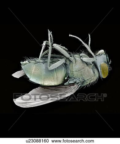 Stock Image - Dead bluebottle fly (Calliphora vomitoria), coloured scanning electron micrograph (SEM). Magnification: x10 when printed at 10 centimetres wide.. Fotosearch