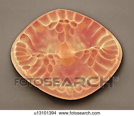 Diatom. Coloured scanning electron micrograph (SEM) of a Eupodiscus sculptus diatom. The diatoms are a group of photosynthetic, single-celled algae containing about 100, 000 species. Magnification: x800 when printed at 10 centimetres wide. View Large Photo Image Picture - Diatom. Coloured scanning electron micrograph (SEM) of a Eupodiscus sculptus diatom. The diatoms are a group of photosynthetic, single-celled algae containing about 100, 000 species. Magnification: x800 when printed at 10 centimetres wide.. Fotosearch
