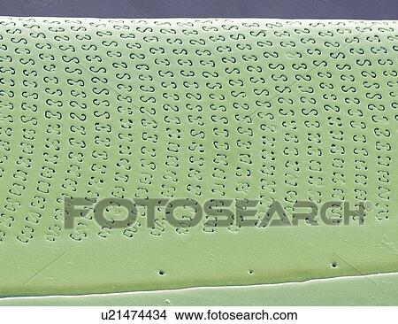 Picture - Diatom. Coloured scanning electron micrograph (SEM) of part of the cell wall, or frustule, of a Amphora sp. diatom. The diatoms are a group of photosynthetic, single-celled algae containing about 100, 000 species. Magnification: x5000 when printed at 10 ce. Fotosearch