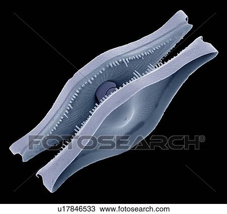 Diatom. Coloured scanning electron micrograph (SEM) of a Rutilaria epsilon diatom. The diatoms are a group of photosynthetic, single-celled algae containing about 100, 000 species. Magnification: x1000 when printed at 10 centimetres wide. View Large Photo Image Stock Image - Diatom. Coloured scanning electron micrograph (SEM) of a Rutilaria epsilon diatom. The diatoms are a group of photosynthetic, single-celled algae containing about 100, 000 species. Magnification: x1000 when printed at 10 centimetres wide.. Fotosearch