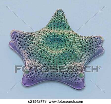 Stock Image - Diatom. Coloured scanning electron micrograph (SEM) of a Triceratium sp. diatom. The diatoms are a group of photosynthetic, single-celled algae containing about 100, 000 species. Magnification: x800 when printed at 10 centimetres wide.. Fotosearch