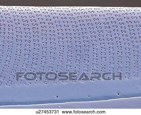 Stock Image - Diatom. Coloured scanning electron micrograph (SEM) of part of the cell wall, or frustule, of a Amphora sp. diatom. The diatoms are a group of photosynthetic, single-celled algae containing about 100, 000 species. Magnification: x5000 when printed at 10 ce. Fotosearch