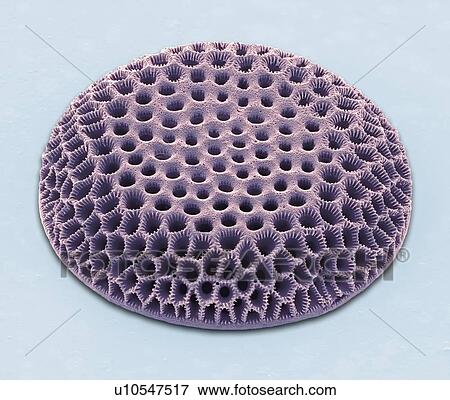 Stock Photo - Diatom, coloured scanning electron micrograph (SEM). The diatoms are a group of photosynthetic, single-celled algae containing about 100, 000 species. Magnification: x3250 when printed at 10 centimetres wide.. Fotosearch