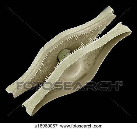 Diatom. Coloured scanning electron micrograph (SEM) of a Rutilaria epsilon diatom. The diatoms are a group of photosynthetic, single-celled algae containing about 100, 000 species. Magnification: x1000 when printed at 10 centimetres wide. View Large Photo Image Stock Photo - Diatom. Coloured scanning electron micrograph (SEM) of a Rutilaria epsilon diatom. The diatoms are a group of photosynthetic, single-celled algae containing about 100, 000 species. Magnification: x1000 when printed at 10 centimetres wide.. Fotosearch