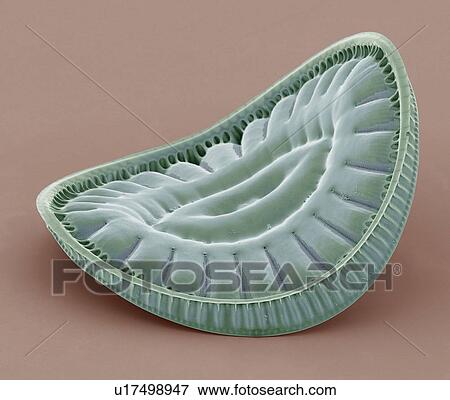 Diatom. Coloured scanning electron micrograph (SEM) of a Campylodiscus fastuosus diatom. The diatoms are a group of photosynthetic, single-celled algae containing about 100, 000 species. Magnification: x1000 when printed at 10 centimetres wide. View Large Photo Image Stock Photo - Diatom. Coloured scanning electron micrograph (SEM) of a Campylodiscus fastuosus diatom. The diatoms are a group of photosynthetic, single-celled algae containing about 100, 000 species. Magnification: x1000 when printed at 10 centimetres wide.. Fotosearch