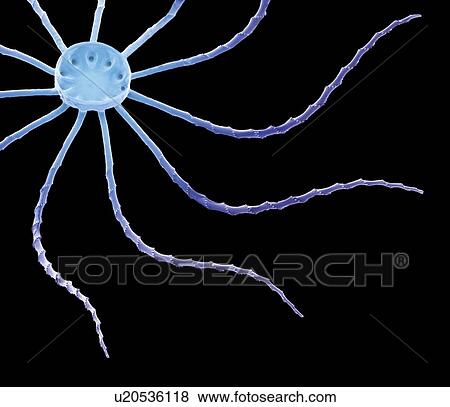 Diatom. Coloured scanning electron micrograph (SEM) of a Bacteriastrum sp. diatom. The diatoms are a group of photosynthetic, single-celled algae containing about 100, 000 species. Magnification: x950 when printed at 10 centimetres wide. View Large Photo Image Stock Photo - Diatom. Coloured scanning electron micrograph (SEM) of a Bacteriastrum sp. diatom. The diatoms are a group of photosynthetic, single-celled algae containing about 100, 000 species. Magnification: x950 when printed at 10 centimetres wide.. Fotosearch
