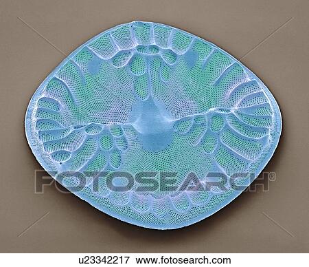 Stock Photo - Diatom. Coloured scanning electron micrograph (SEM) of a Eupodiscus sculptus diatom. The diatoms are a group of photosynthetic, single-celled algae containing about 100, 000 species. Magnification: x800 when printed at 10 centimetres wide.. Fotosearch