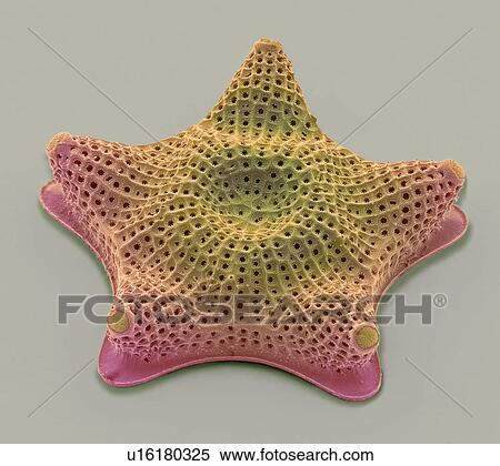 Stock Photography - Diatom. Coloured scanning electron micrograph (SEM) of a Triceratium sp. diatom. The diatoms are a group of photosynthetic, single-celled algae containing about 100, 000 species. Magnification: x800 when printed at 10 centimetres wide.. Fotosearch