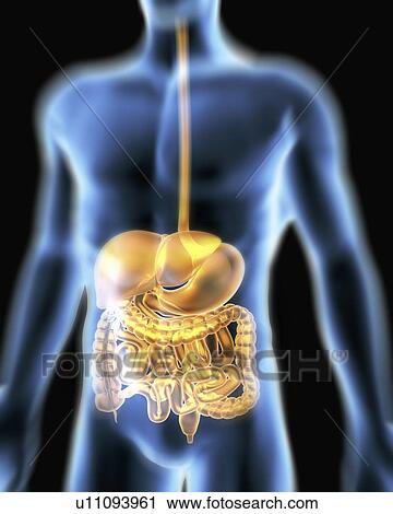 Stock Image - Digestive system. Computer artwork of a male torso and the digestive system.. Fotosearch