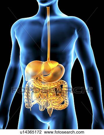 Digestive system. Computer artwork of a male torso and the digestive system. View Large Photo Image Stock Image - Digestive system. Computer artwork of a male torso and the digestive system.. Fotosearch