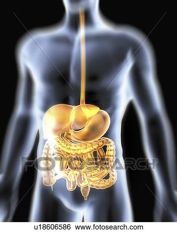 Digestive system. Computer artwork of a male torso and the digestive system. View Large Photo Image Stock Photograph - Digestive system. Computer artwork of a male torso and the digestive system.. Fotosearch
